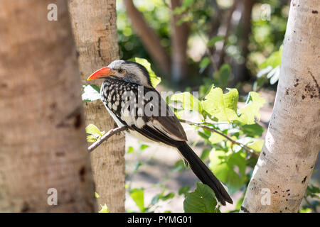 Southern Red-billed Hornbill juvinile in einem Baum Nahaufnahme in die Kamera schaut thront. Vogel mit weißen Gefiederflecken, getupft Flügeln und langen roten Rechnung. Stockfoto