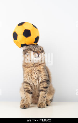 Kaum vier Monate Mischling Kätzchen mit Fußball-Ball Stockfoto