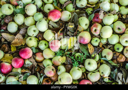 Organische grün, rot und braun Apple. Lecker und saftig Garten Äpfel vom Baum gefallen. Stockfoto