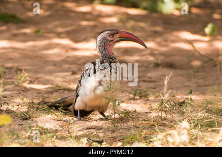 Southern Red-billed Hornbill stehend auf dem Boden Nahaufnahme in die Kamera schaut. Vogel mit weißen Gefiederflecken, getupft Flügeln und langen roten Rechnung. Stockfoto