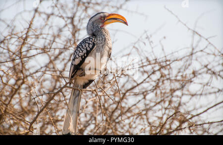 Eine Southern Yellow-billed Hornbill sitzen auf eine Zweigniederlassung, die in einem Thorn Tree. Mit hellen Unterseite und gefleckte Flügel und großen gelben Bill Vogel. Stockfoto