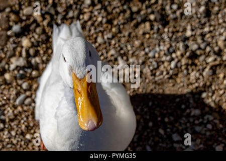 Portrait von schweren weißen inländischen Pekin Ente Stockfoto