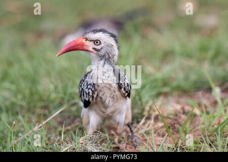 Junge Rote billed Hornbill Vorderansicht sitzen auf Gras an der Kamera auf der Suche Stockfoto
