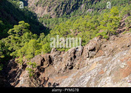 Eruptivgestein geologische Schichtung von historischen Lavaströmen in einem Pinienwald, Insel La Palma, Kanaren, Spanien Stockfoto