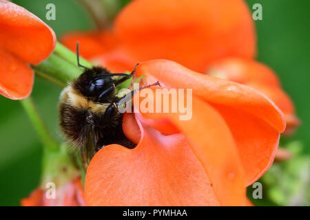 Makroaufnahme einer Hummel bestäubt eine prunkbohne Blüte Stockfoto