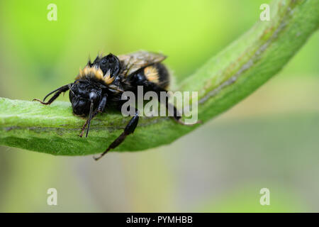 Makroaufnahme eines nassen bumble bee Klettern auf einem runner bean Pod Stockfoto