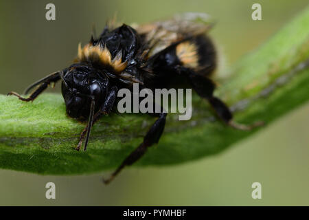 Makroaufnahme eines nassen bumble bee Klettern auf einem runner bean Pod Stockfoto