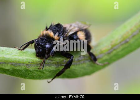 Makroaufnahme eines nassen bumble bee Klettern auf einem runner bean Pod Stockfoto