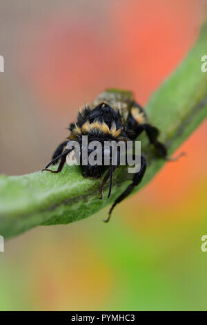 Makroaufnahme eines nassen bumble bee Klettern auf einem runner bean Pod Stockfoto