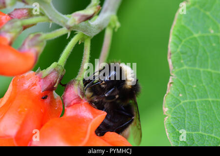 Makroaufnahme einer Hummel bestäubt eine prunkbohne Blüte Stockfoto