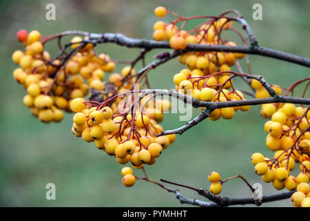 Sorbus Sonnenschein, Rowan Tree, gelbe Beeren Stockfoto