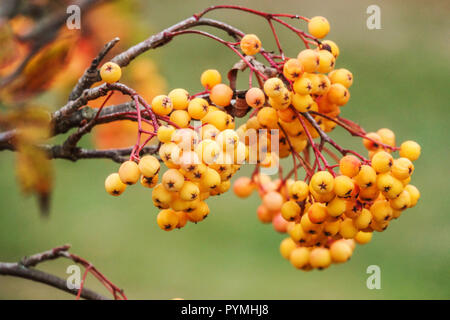 Sorbus Sonnenschein, Rowan Tree, gelbe Beeren Stockfoto