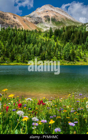 Wildblumen blühen durch die Howard Douglas See im Sommer (Banff Rocky Mountain) Stockfoto