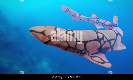 Kette catshark (Scyliorhinus retifer) - kleine biofluorescent und vernetztem Shark Stockfoto