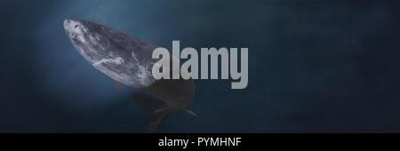 Grönland Hai schwimmen, Somniosus Microcephalus schwimmt in dem künstlichen Licht Stockfoto