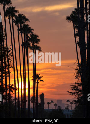 Sonnenuntergang über Palmen Stockfoto