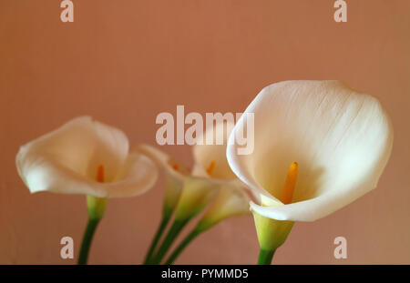Geschlossen bis weissen Calla lily Blumen gegen Hellbraun Wand Stockfoto