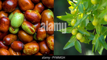 Reif jujube und grüne Beeren auf Branchen (jujube real, Chinesisch Datum, capiinit, Jojoba, lat. Im Prozess jujuba). Herz Schutz. Stockfoto