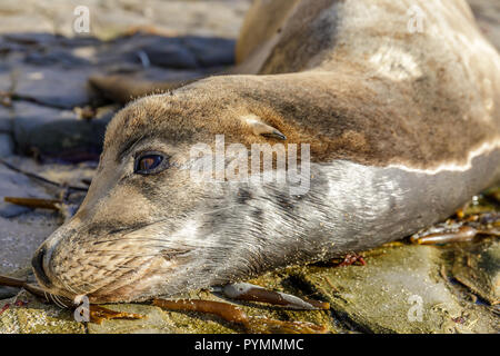 California Sea Lion Headshot. Stockfoto