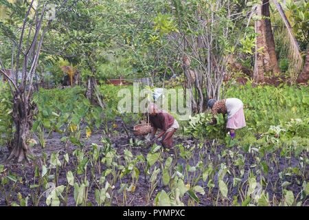 Bauern sind Aussaat Reis weniger Yam (Dioscorea esculenta) Stockfoto