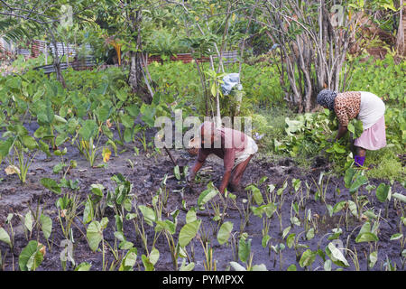 Bauern sind Aussaat Reis weniger Yam (Dioscorea esculenta) Stockfoto