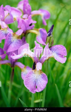 In der Nähe von Iris pumila "schäumend Rose' auch als Sibirische iris bekannt Stockfoto