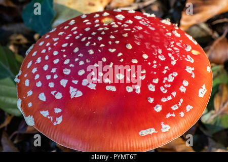 Nahaufnahme Detail einer Fly Agaric Pilz (Amanita muscaria), mit weissen Warzen, Wachsen in einem Birkenwald. Great Torrington, Devon, England. Stockfoto