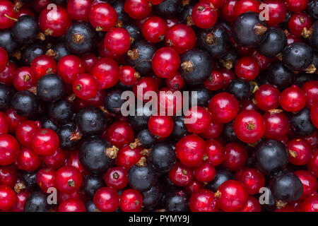 Detail der frisch gepflückte rote und schwarze Johannisbeeren. Von oben. Stockfoto