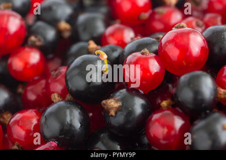 Detail der frisch gepflückte rote und schwarze Johannisbeeren. Stockfoto