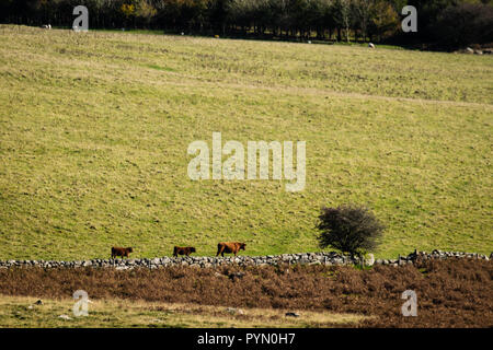 Rinder in den Nationalpark Dartmoor, Devon, Südwest-England, Vereinigtes Königreich. Stockfoto
