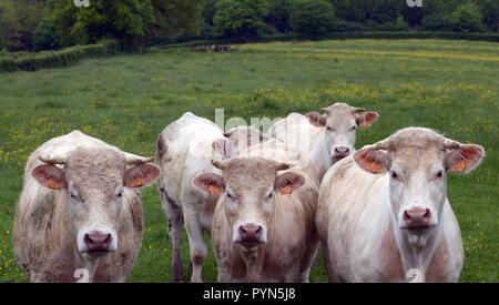 Charolais Brot der Kühe im Feld in Burgund Stockfoto