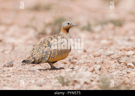 Schwarz-bellied Sandgrouse (Pterocles orientalis), erwachsenen Mann auf dem Boden Stockfoto