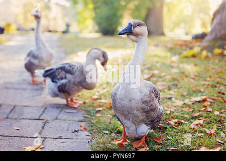 Drei wilde Gänse Wanderungen im Herbst Park in einer ruhigen sonnigen Tag Stockfoto