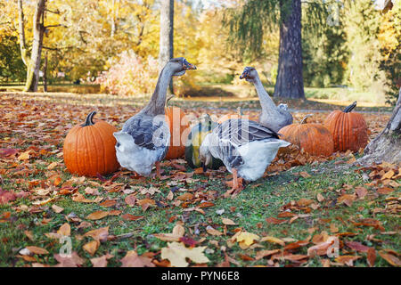 Drei Gänse essen Kürbisse an sonnigen Herbsttag Stockfoto