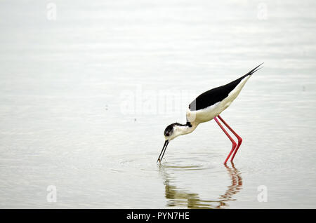 Eine schwarze geflügelte Stelzenläufer (Himantopus himantopus) ist auf der Suche nach Nahrung in einem Teich im ''Domaine aux Oiseaux'', im Südwesten von Frankreich. Stockfoto