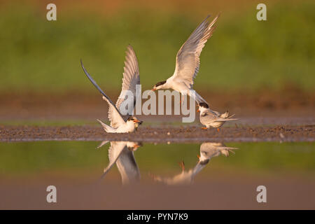 Flussseeschwalbe (Sterna hirundo) Erwachsenen feed ein junges Küken. Diese seabird wird in der sub-arktischen Regionen von Europa, Asien und Nordamerika. Es m Stockfoto