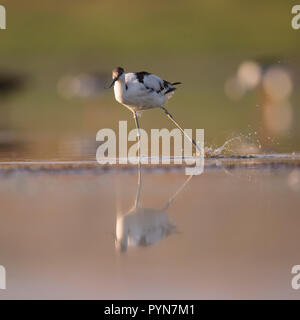 Pied Säbelschnäbler (Recurvirostra Avosetta) im Wasser. Ein afek Naturschutzgebiet fotografiert, Israel im September Stockfoto