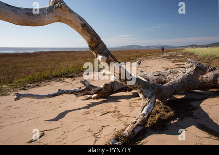 Wanderer mit Hund wandern im Solway Firth Küste Position entlang zu Mersehead Naturschutzgebiet von Southerness, Schottland, Großbritannien Stockfoto