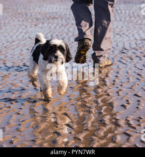 Wanderer mit Hund wandern im Solway Firth Küste Position entlang zu Mersehead Naturschutzgebiet von Southerness, Schottland, Großbritannien Stockfoto