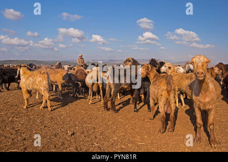 Reifen Bedouin Schäfer mit seiner Herde von Schafen. In der Wüste Negev, Israel fotografiert. Stockfoto