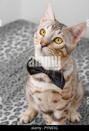 Nette junge männliche Bengalkatze kitten tragen Bow Tie suchen Stockfoto