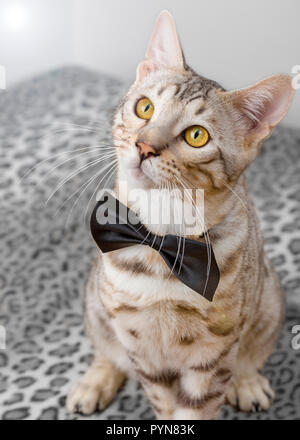 Nette junge männliche Bengalkatze kitten tragen Bow Tie suchen Stockfoto