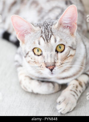 Junge männliche Bengalkatze Kitten mit unglaublich schönen hypnotisierend, gelben Augen schliessen, selektiven Fokus indoor Portrait an Kamera suchen Stockfoto