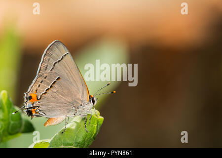 Grau Hairstreak (Strymon melinus) Stockfoto