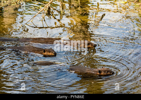 Nordamerikanische Biber (Castor Canadensis) Stockfoto