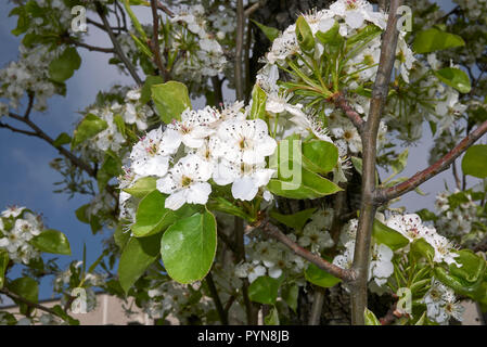 Pyrus Communis in voller Blüte Stockfoto