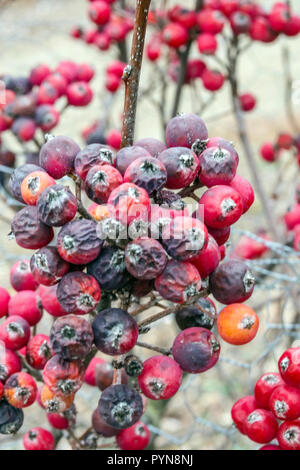 Whitebeam, Sorbus danubialis, rote Beeren Stockfoto