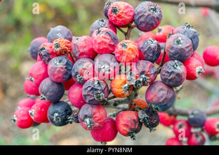 Donau Rowan, Whitebeam, Sorbus danubialis, rot Herbst Früchte Stockfoto