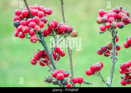 Whitebeam, Sorbus danubialis, rote Beeren Stockfoto