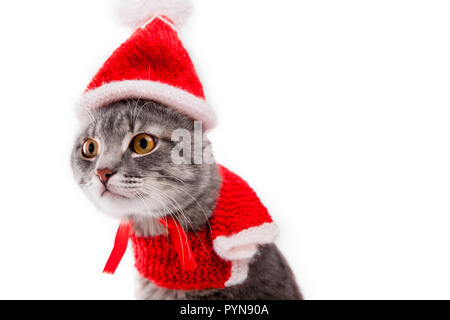 Grau tabby Katze trägt Santa's Hut auf weißem Hintergrund. Weihnachten und Neujahr Konzept Stockfoto